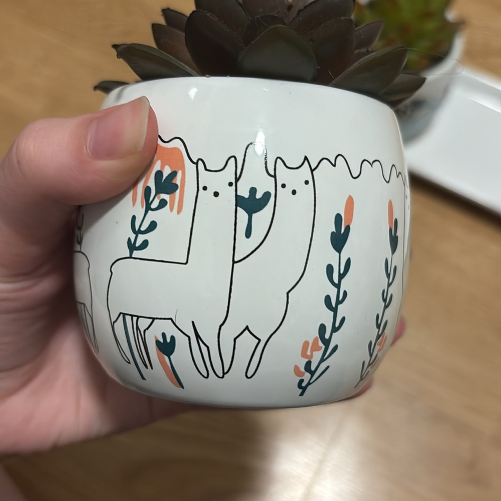 kirklands alpaca succulent plant set - Picture 5 of 7